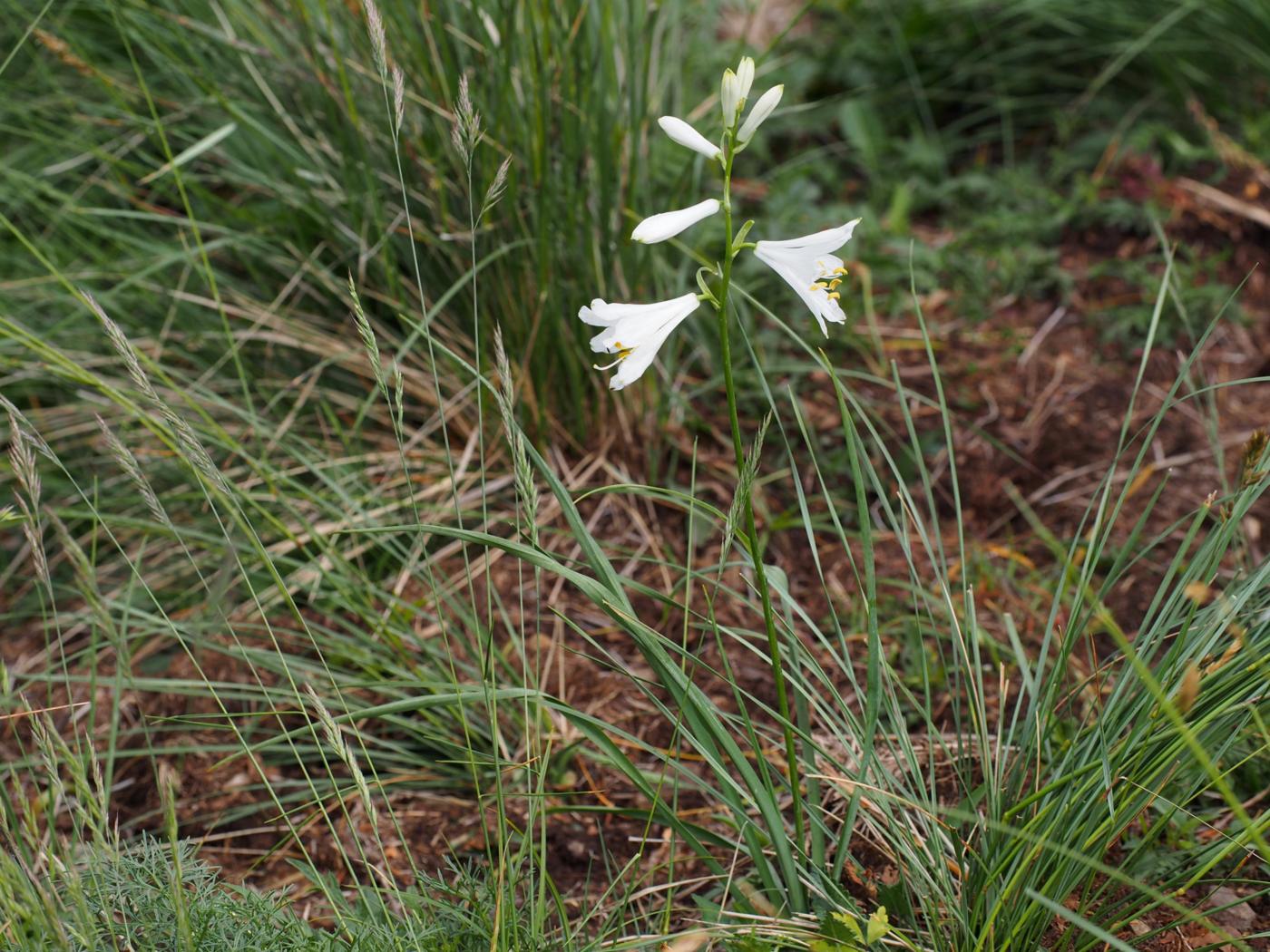 St.Bruno's Lily leaf